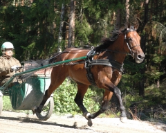 Maharajah i första träningsjobbet efter E3-segern på Bergsåker och full laddning mot Kriteriet. Foto; A.Lindblom/Travkompaniet